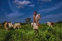 A Fulani herder walking with cattle through grassland in the Oti Region